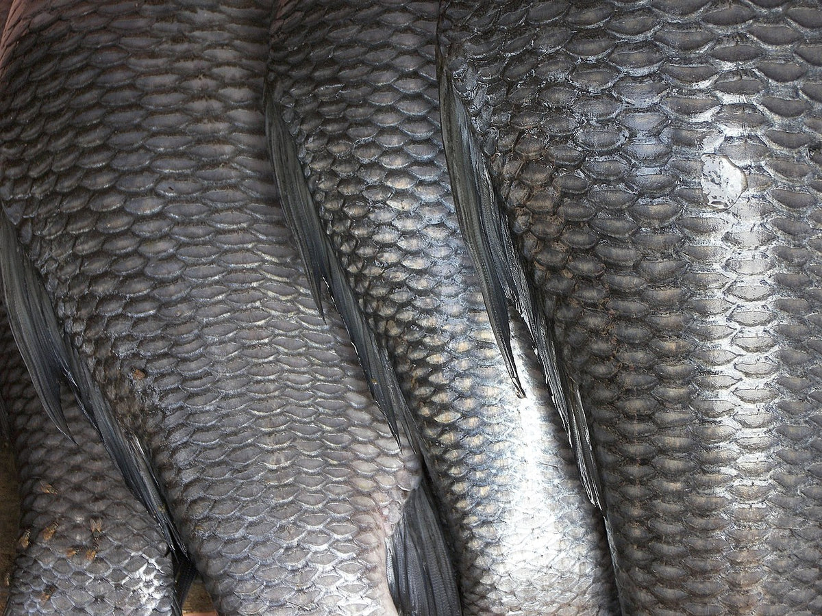 The nutritional benefits of fish scale